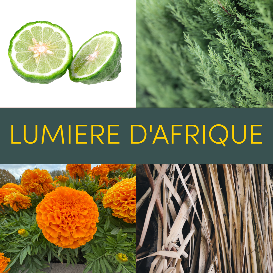 Lumière D’ Afrique